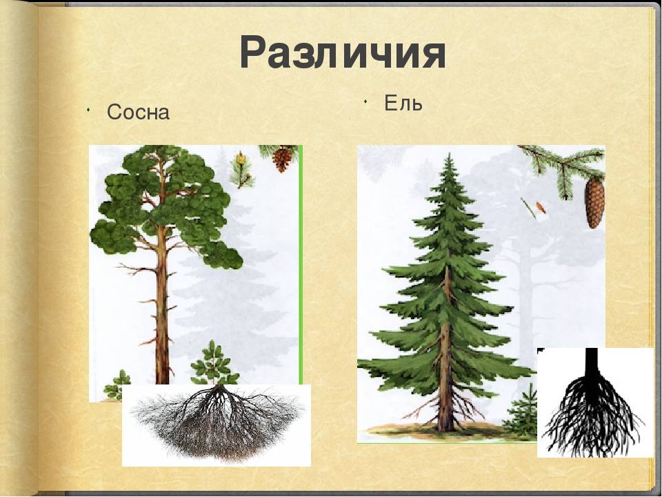 Корневая система елки схема