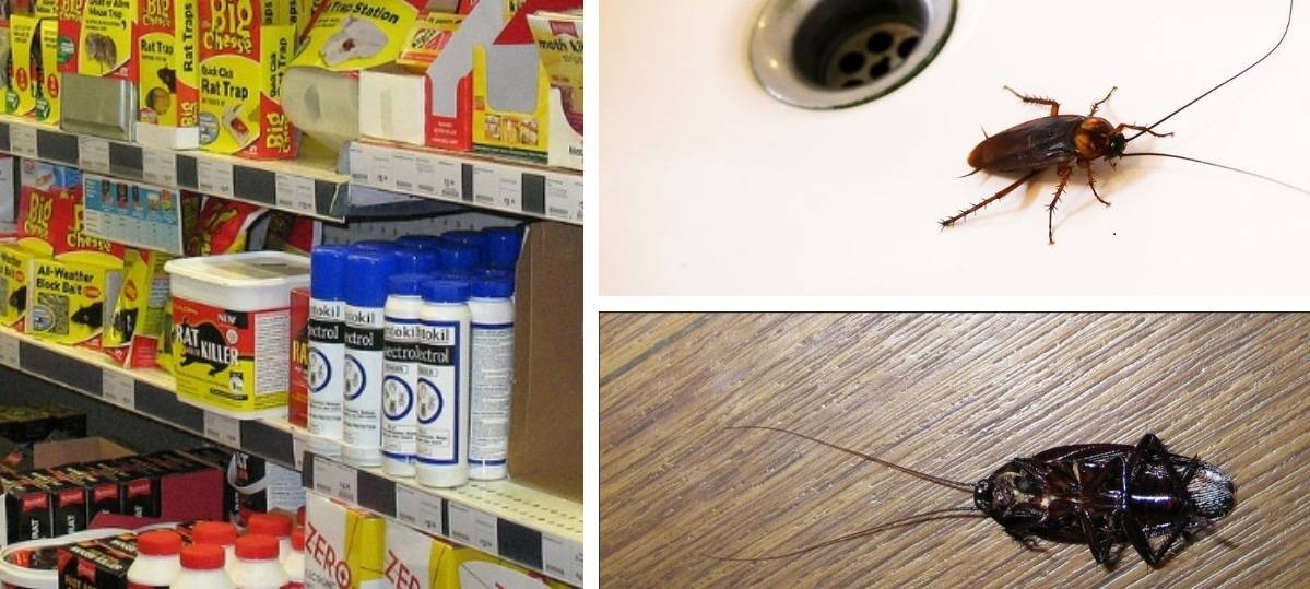 Как избавиться от тараканов в квартире раз и навсегда?