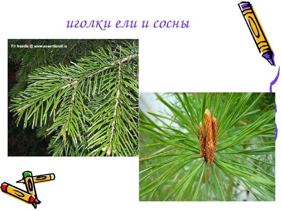 Рисунок ель и сосна
