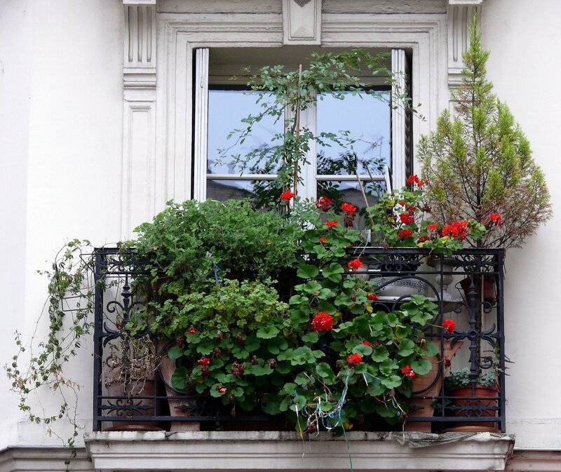 Плющ на балконе. Цветы на балконе. Озеленение балкона растения. Вертикальное Озеленение балкона. Растения на открытый балкон.