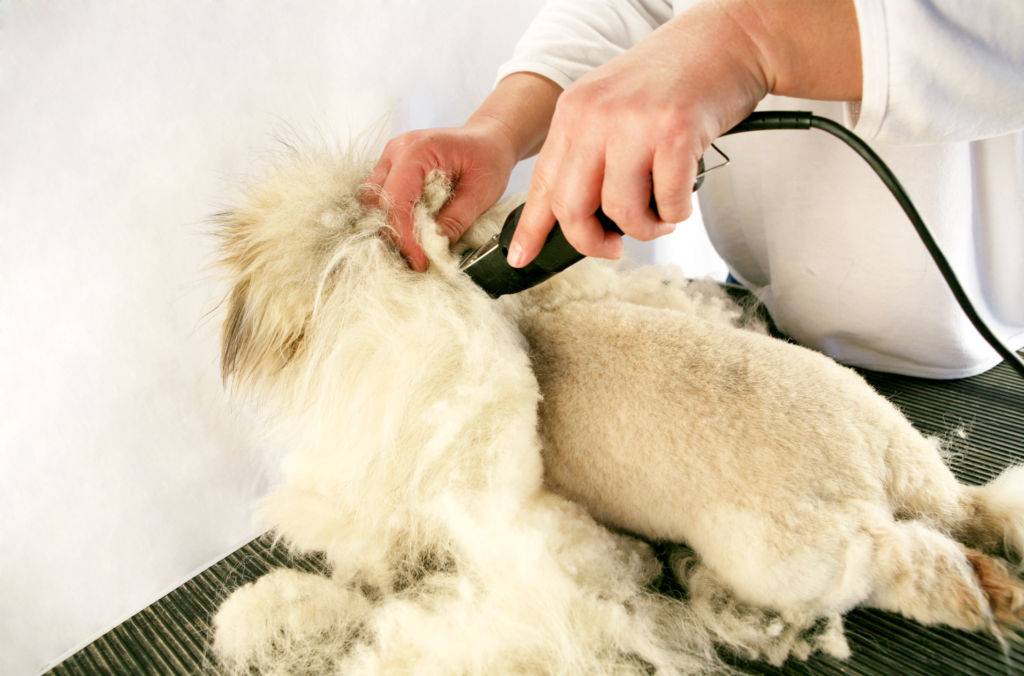 Как подстричь собаку если у нее колтуны