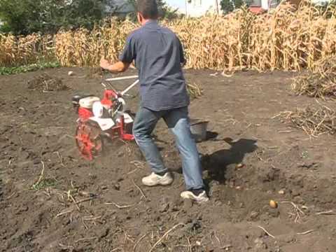 Долой тяжёлый труд: особенности посадки картофеля при помощи мотоблока