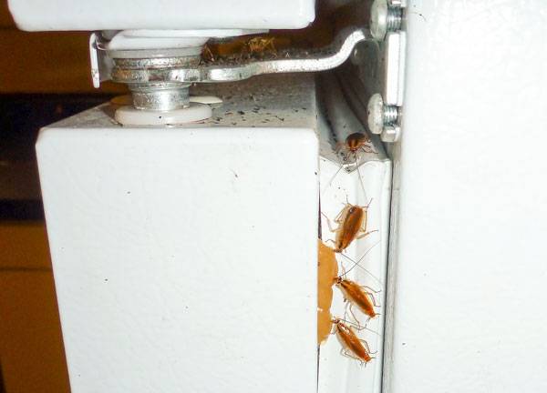 Как вывести тараканов из квартиры навсегда в домашних условиях