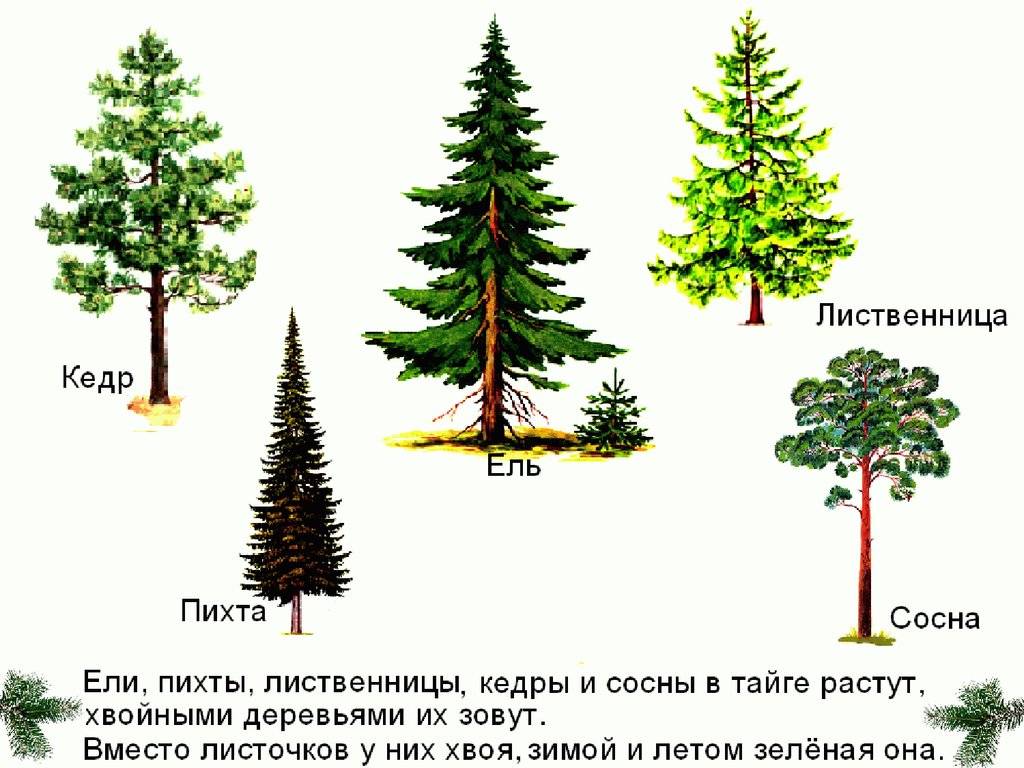 Картинки хвойных деревьев и их названия
