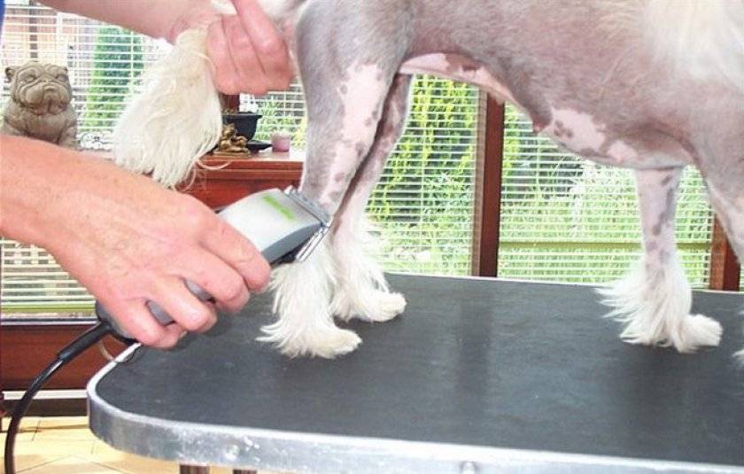 Характеристика машинок для стрижки собак, советы по выбору и отзывы заводчиков