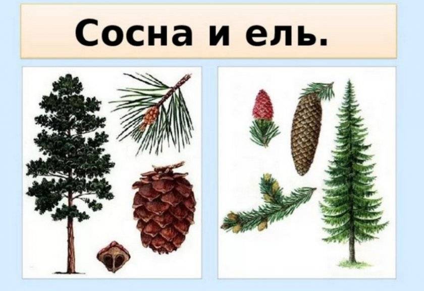 Ель и сосна фото чем отличаются