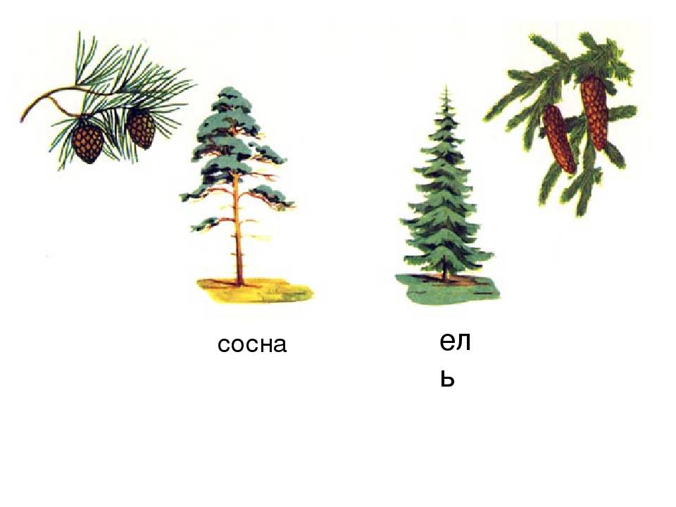 Чем отличается сосна. Елка ель сосна отличия. Ель и сосна для детей. Елка и сосна. Сосна и ель различия.
