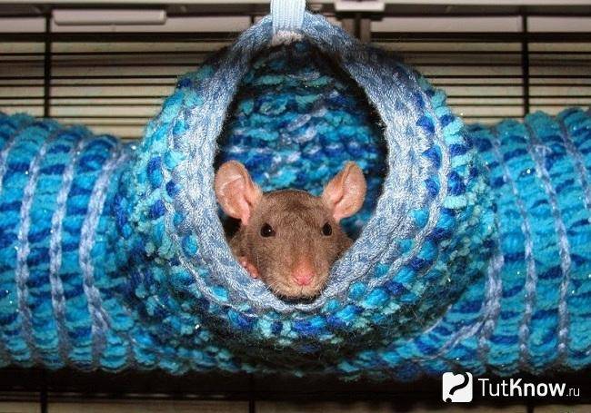 Гамак для крысы своими руками: инструкция с описанием и фото, советы