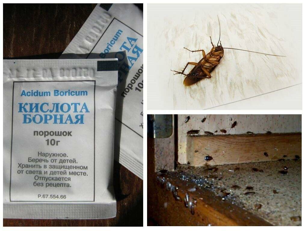 Как избавиться от тараканов в частном доме защита на всегда