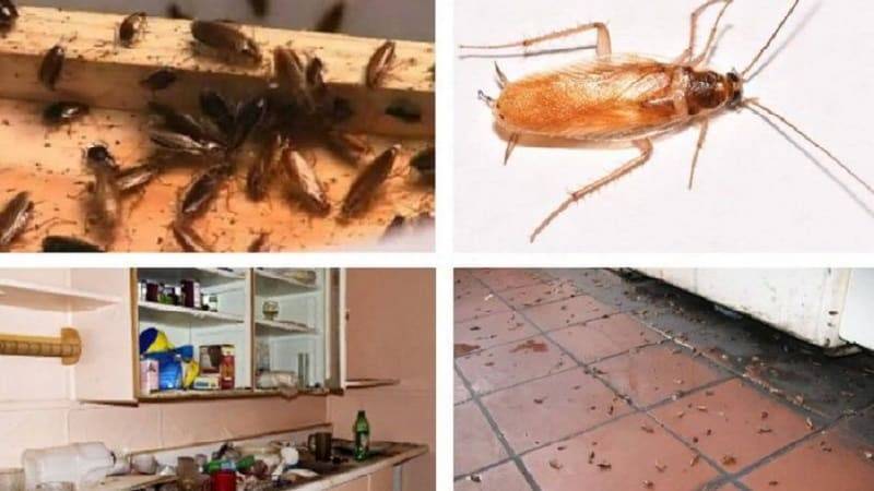 10 самых эффективных народных методов борьбы с тараканами