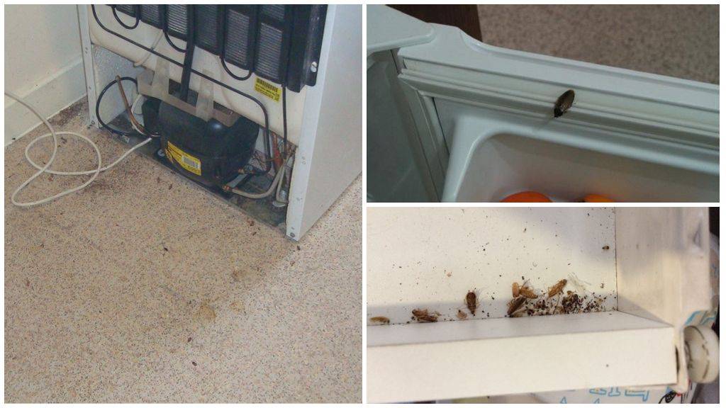 Как избавиться от тараканов в холодильнике
