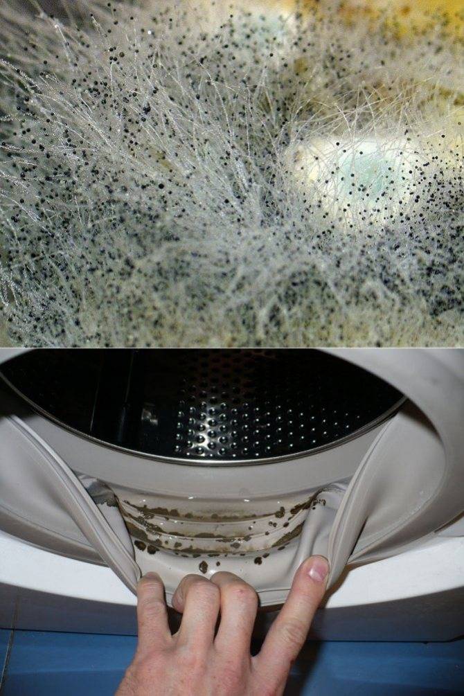 Плесень в стиральной машине: как избавиться, убрать запах плесени