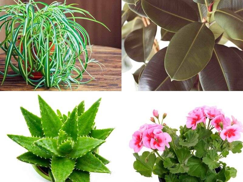 10 комнатных растений, которые приносят удачу в дом