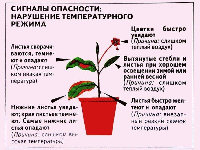 Растения, которые нельзя держать дома