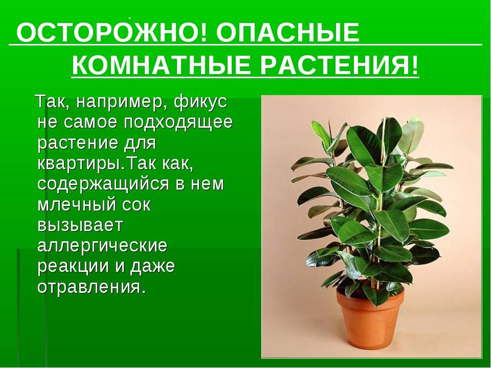 Приметы о комнатных растениях | wikibotanika.ru