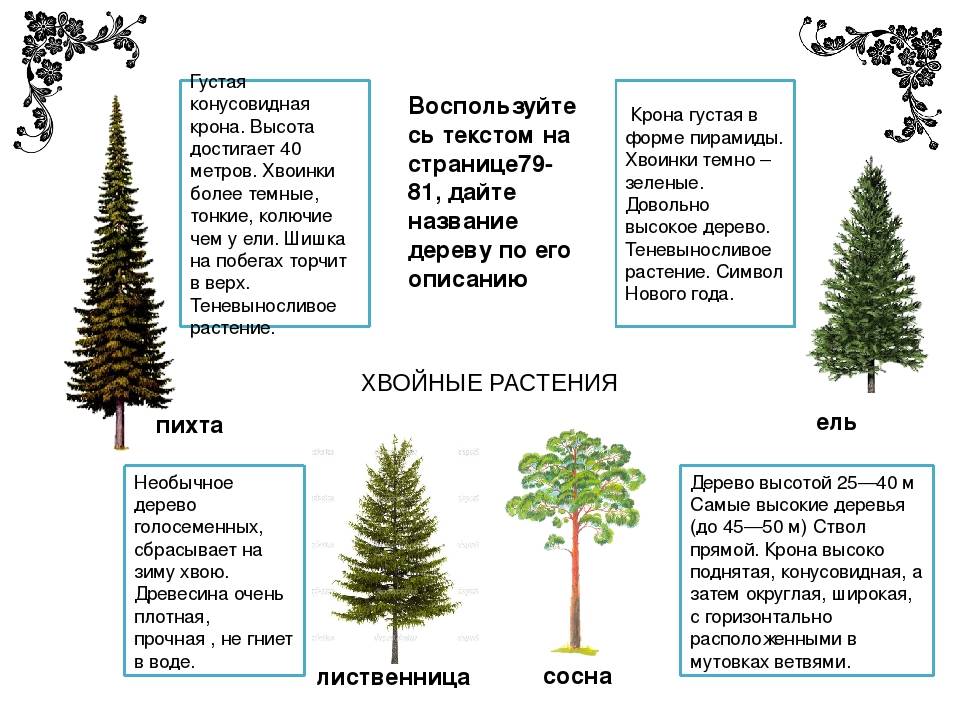 Как отличить ель от сосны фото