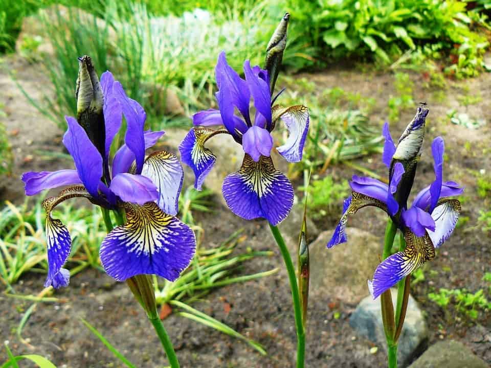 Луковичные ирисы - сорта, посадка и уход, размножение