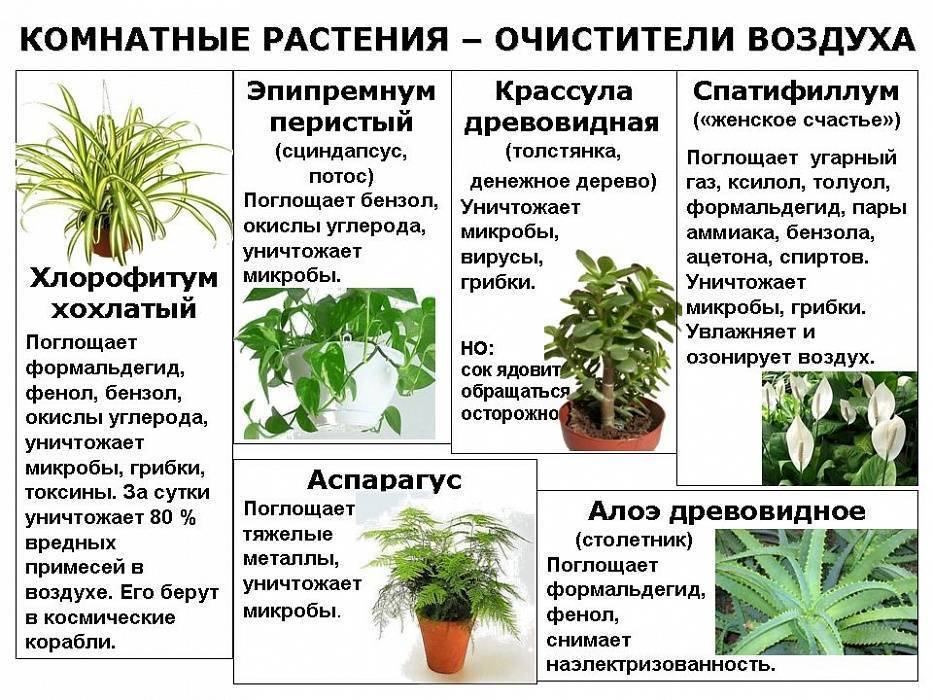 Чем полезны комнатные растения