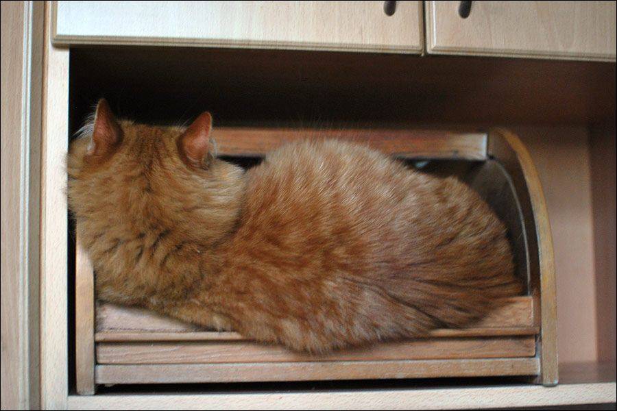 Как отвадить кошек от участка? какой запах не любят кошки? отпугиватель кошек :: syl.ru