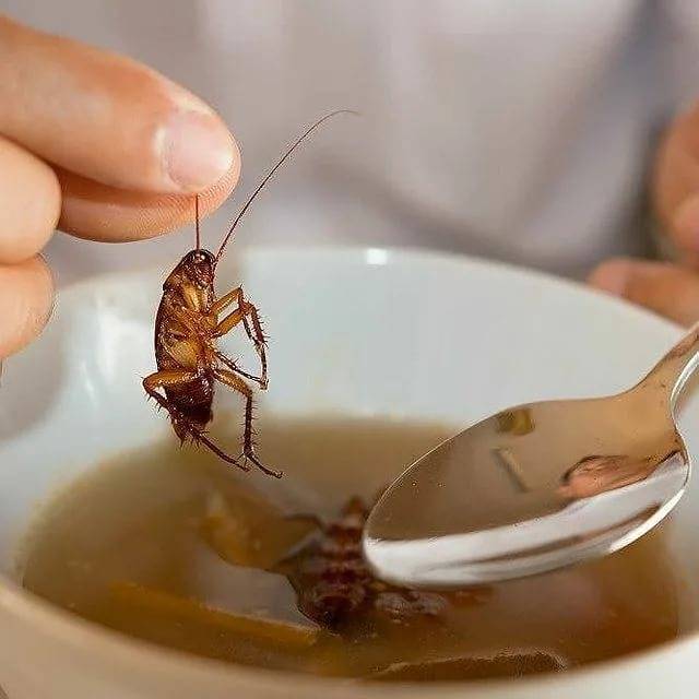 Чего боятся тараканы и как от них избавиться: топ 10 лучших средств