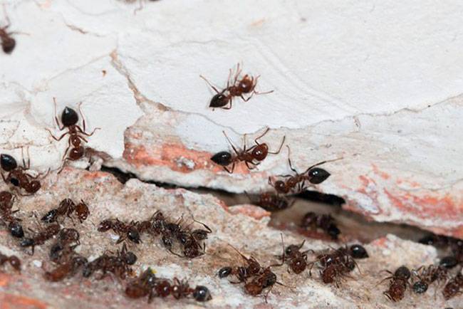 Черные муравьи появились. Муравьи в квартире. Рыжие муравьи в квартире. Гнездо муравьев в квартире. Мелкие рыжие муравьи в квартире.