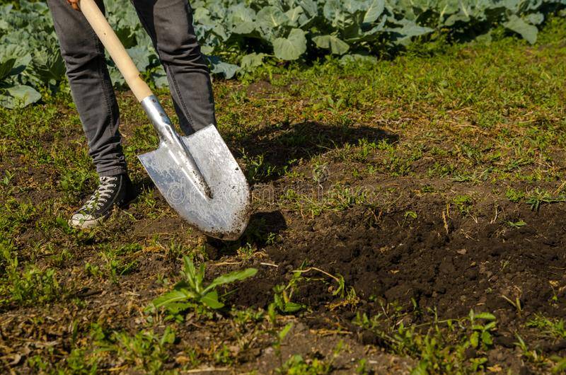 Можно ли перекапывать землю. Лопата копать огород. Овощи которые выкапывают из земли. Овощи которые выкапывают лопатой. Копает землю в огороде техника.