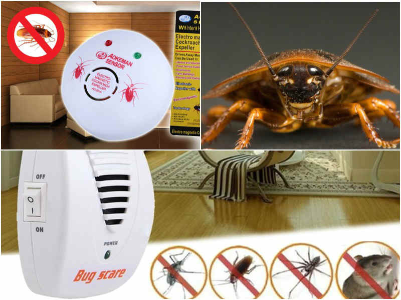 Топ-10 средств от тараканов, безопасных для кошек – как избавиться и потравить насекомых, чтобы домашние животные не пострадали