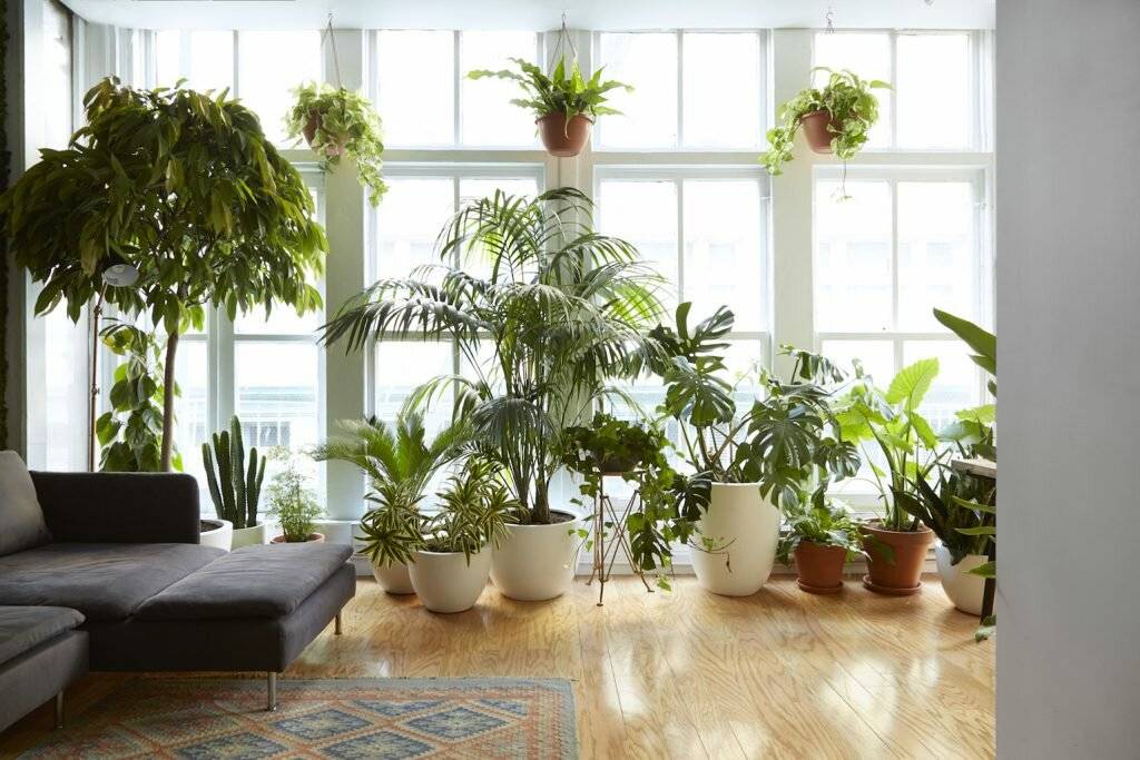 Почему не приживаются растения в доме? ???? (7 причин)