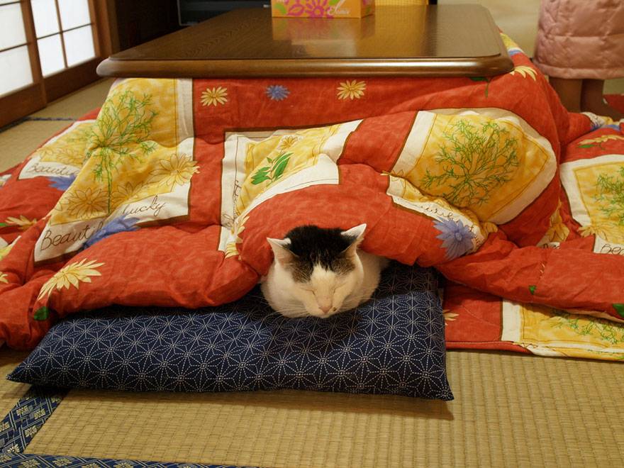 Обзор японского настольного обогревателя котацу