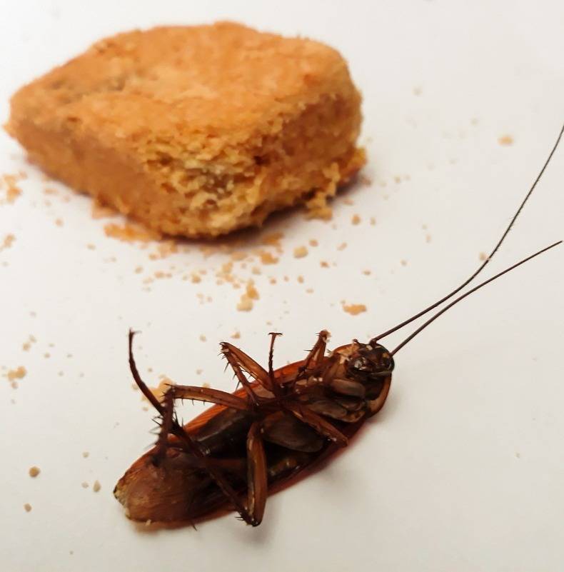 Как избавиться от тараканов в холодильнике