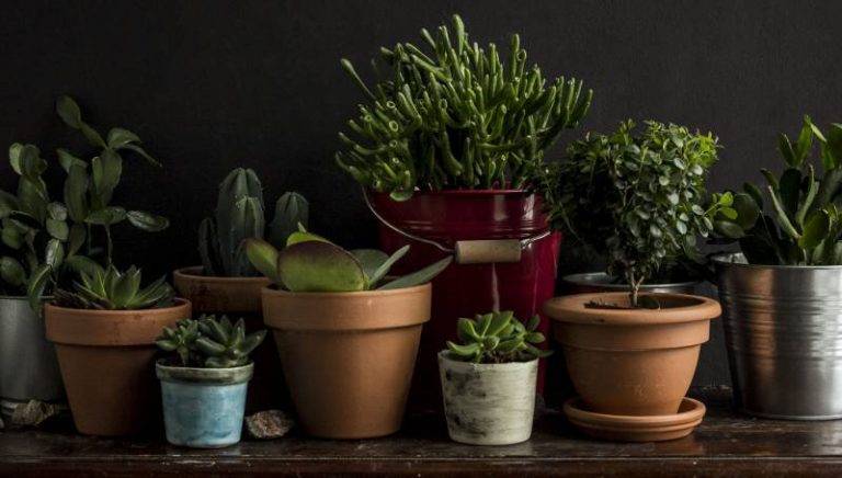 15 растений, которые нельзя держать дома