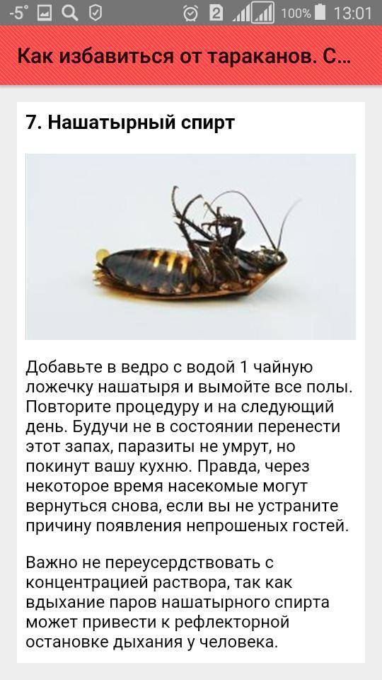 Методы избавления от тараканов своими силами