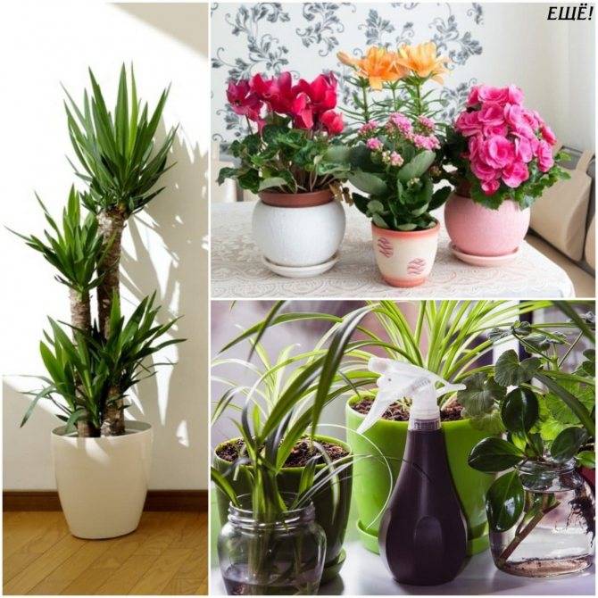 Почему в квартире не растут комнатные цветы, устраняем причины гибели растений
