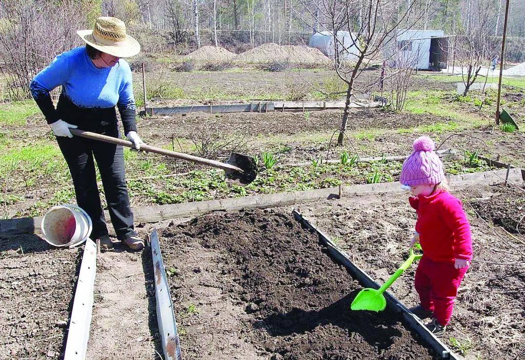 ????‍???? перекопка осенью: 5 нюансов, которые необходимо знать каждому садоводу selo.guru — интернет портал о сельском хозяйстве